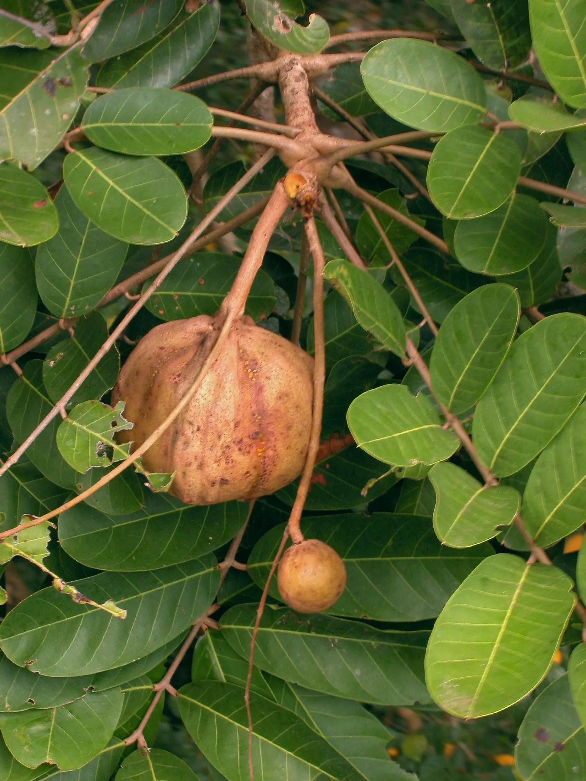 Andiroba, frutos e folhas em detalhe