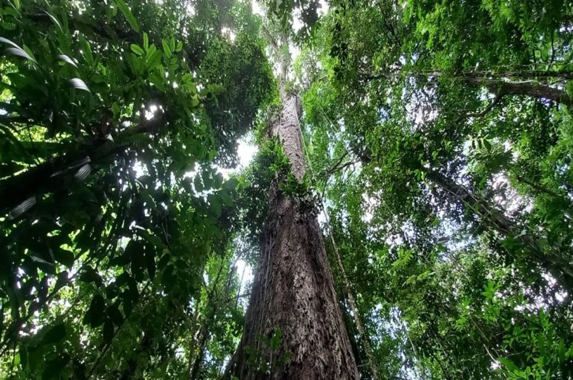 Angelim, tronco reto visto de baixo, sem galhos