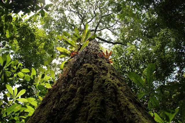 Castanheira, tronco visto de baixo