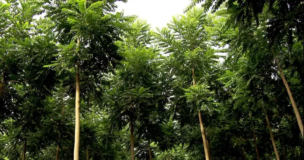 Cedro, dossel genérico; verificar se a imagem representa cedro