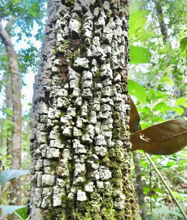 Itaúba, casca em placas em detalhe