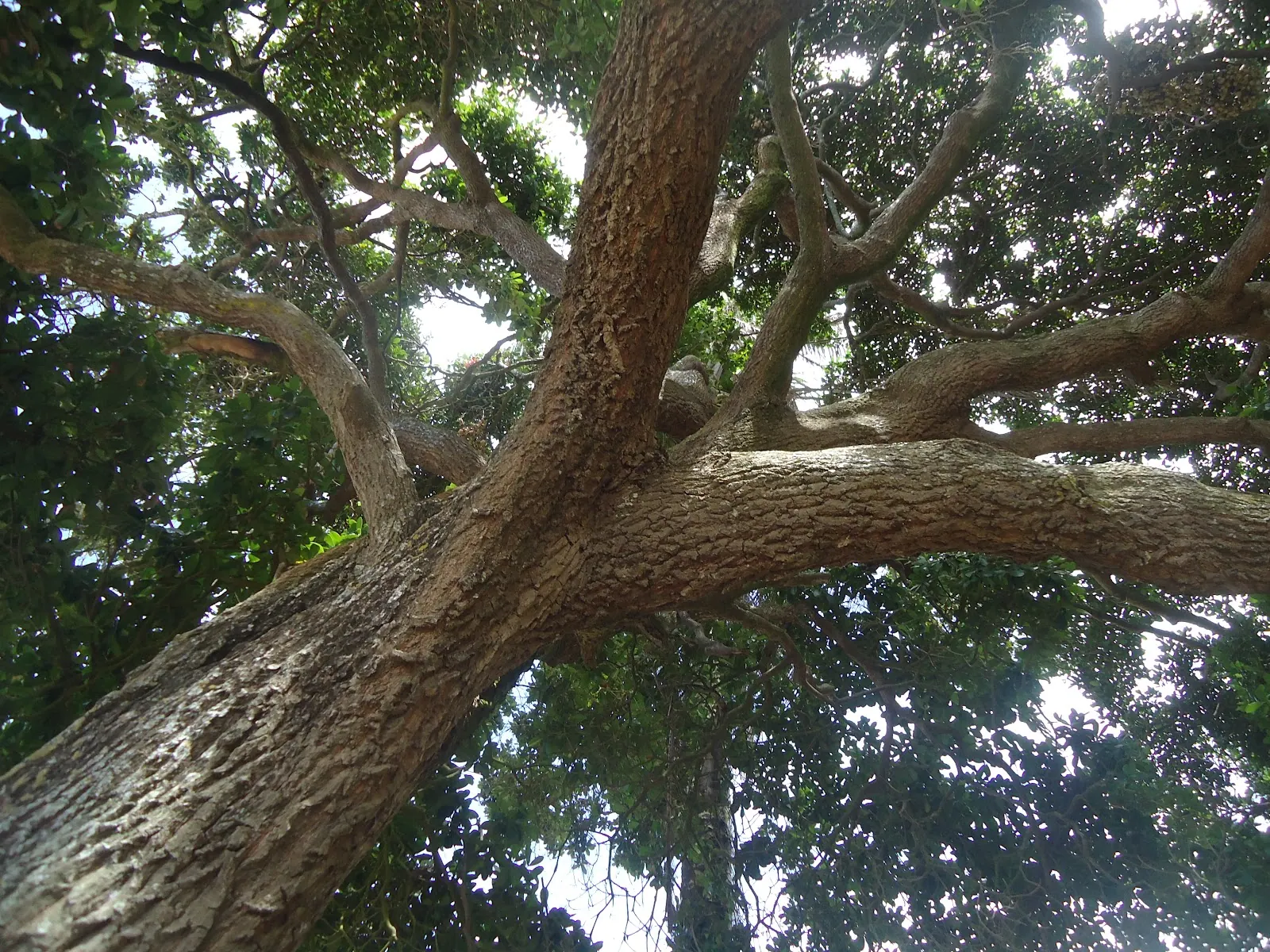 Maçaranduba, galhos e tronco vistos de baixo