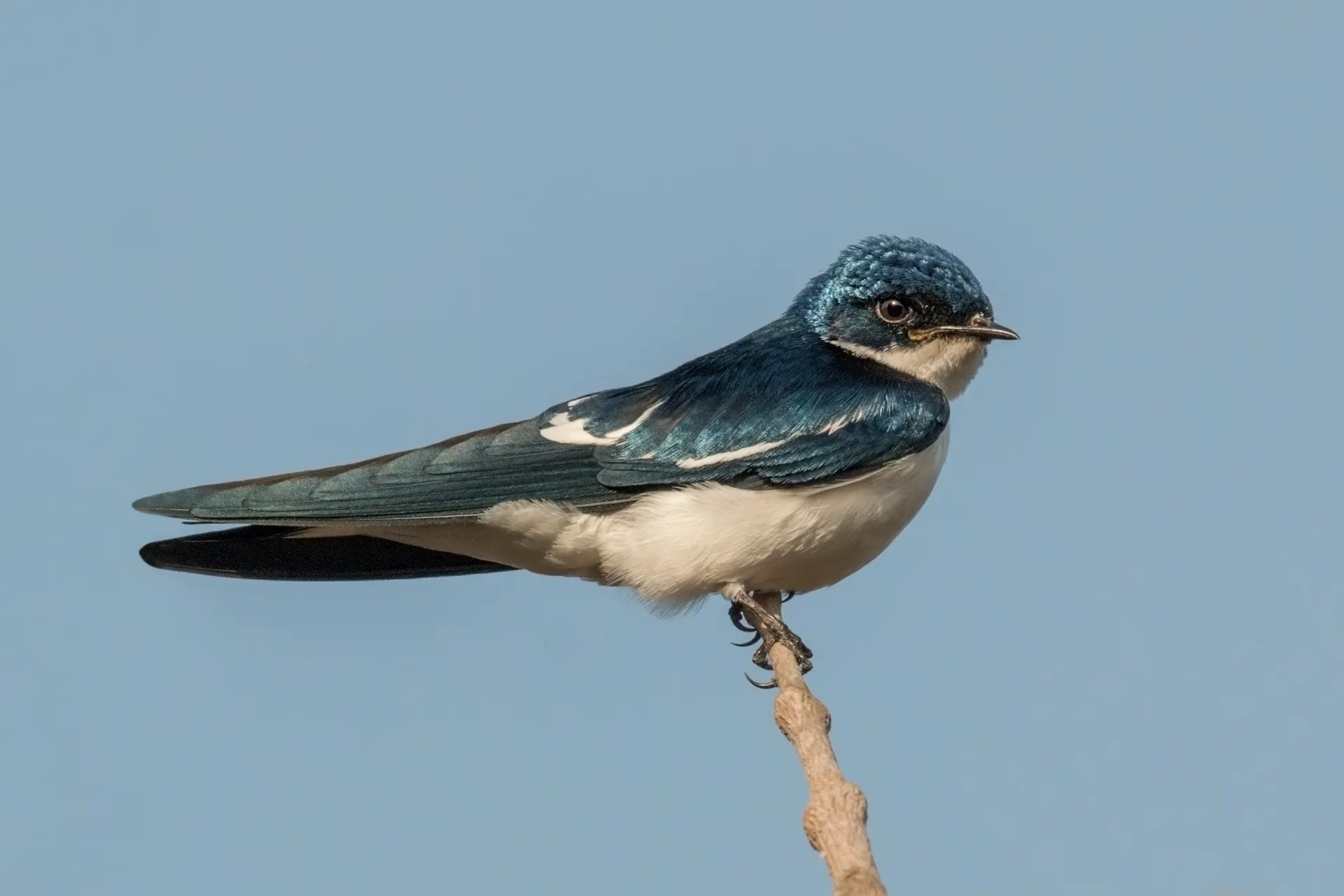Andorinha, andorinha-azul-e-branca pousada em galho