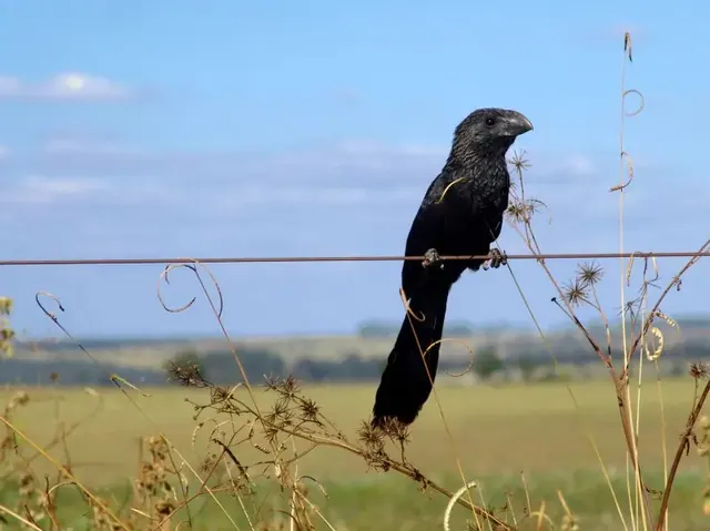 Anu-preto, anu em cerca de arame com pasto ao fundo
