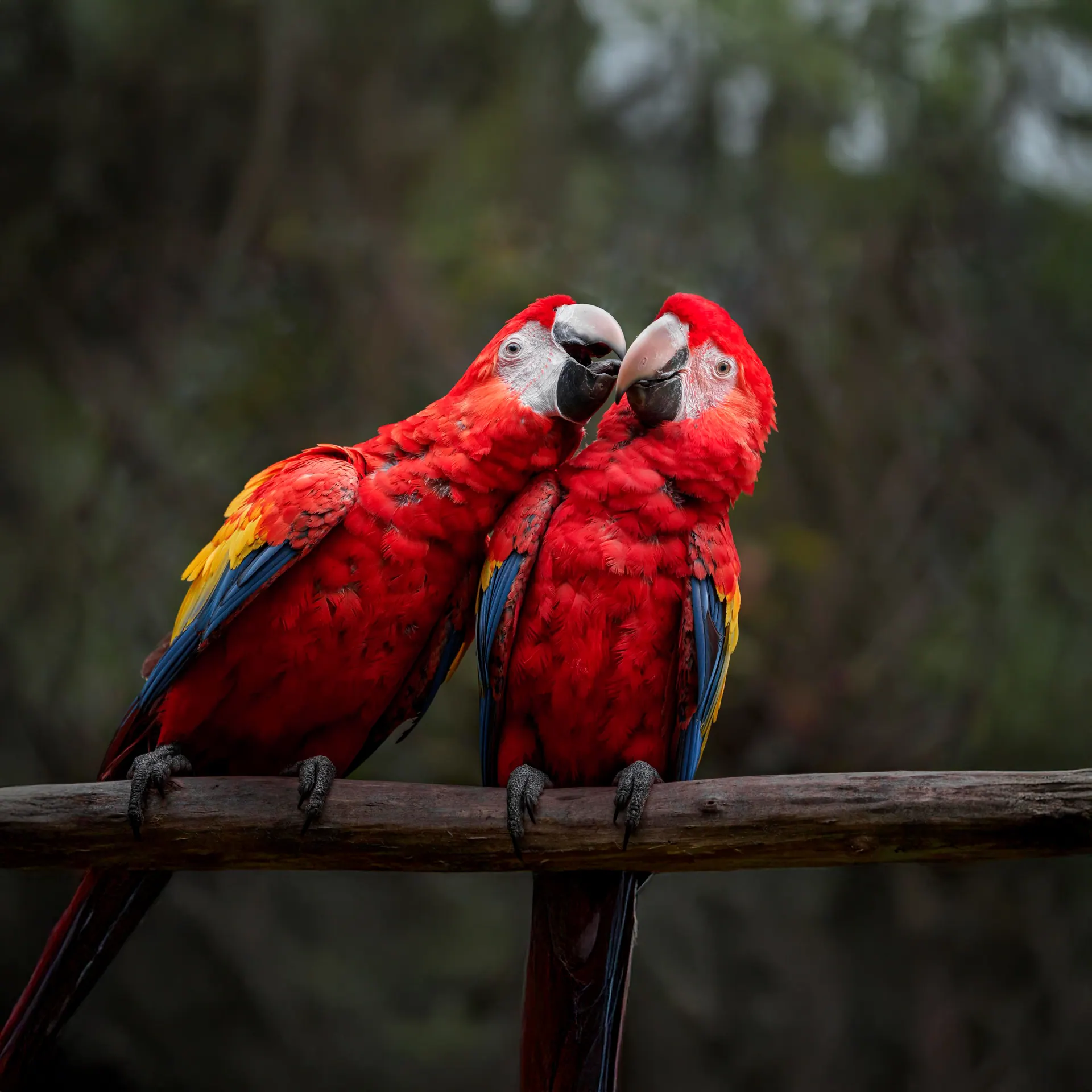 Arara, casal de araras-vermelhas em galho