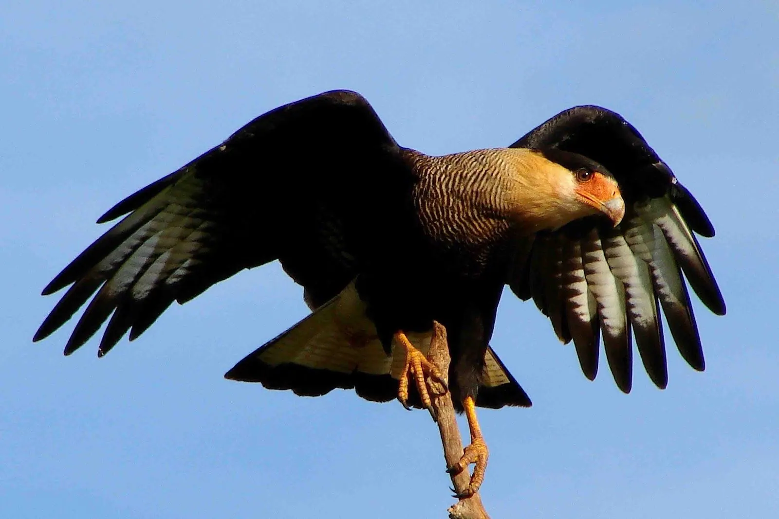 Carcará, carcará de asas abertas