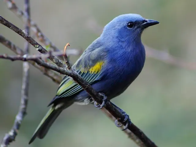 Curió, aTENÇÃO: ave azul, não é curió (parece saí ou sanhaço)