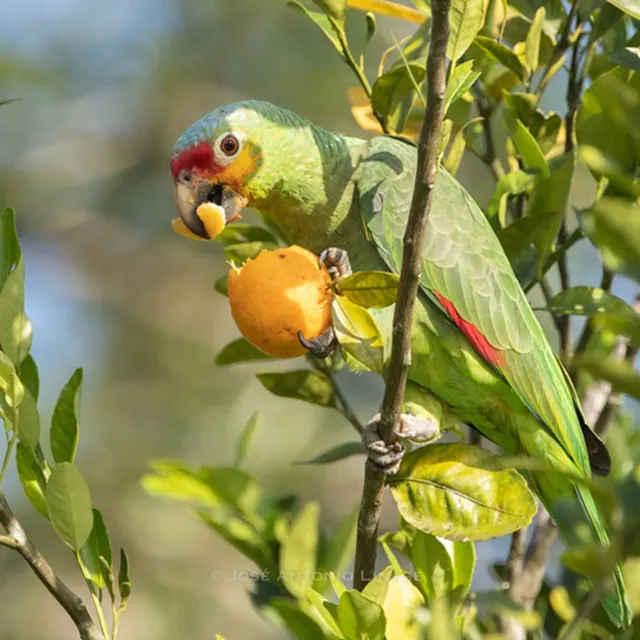 Papagaio, papagaio comendo fruto na árvore