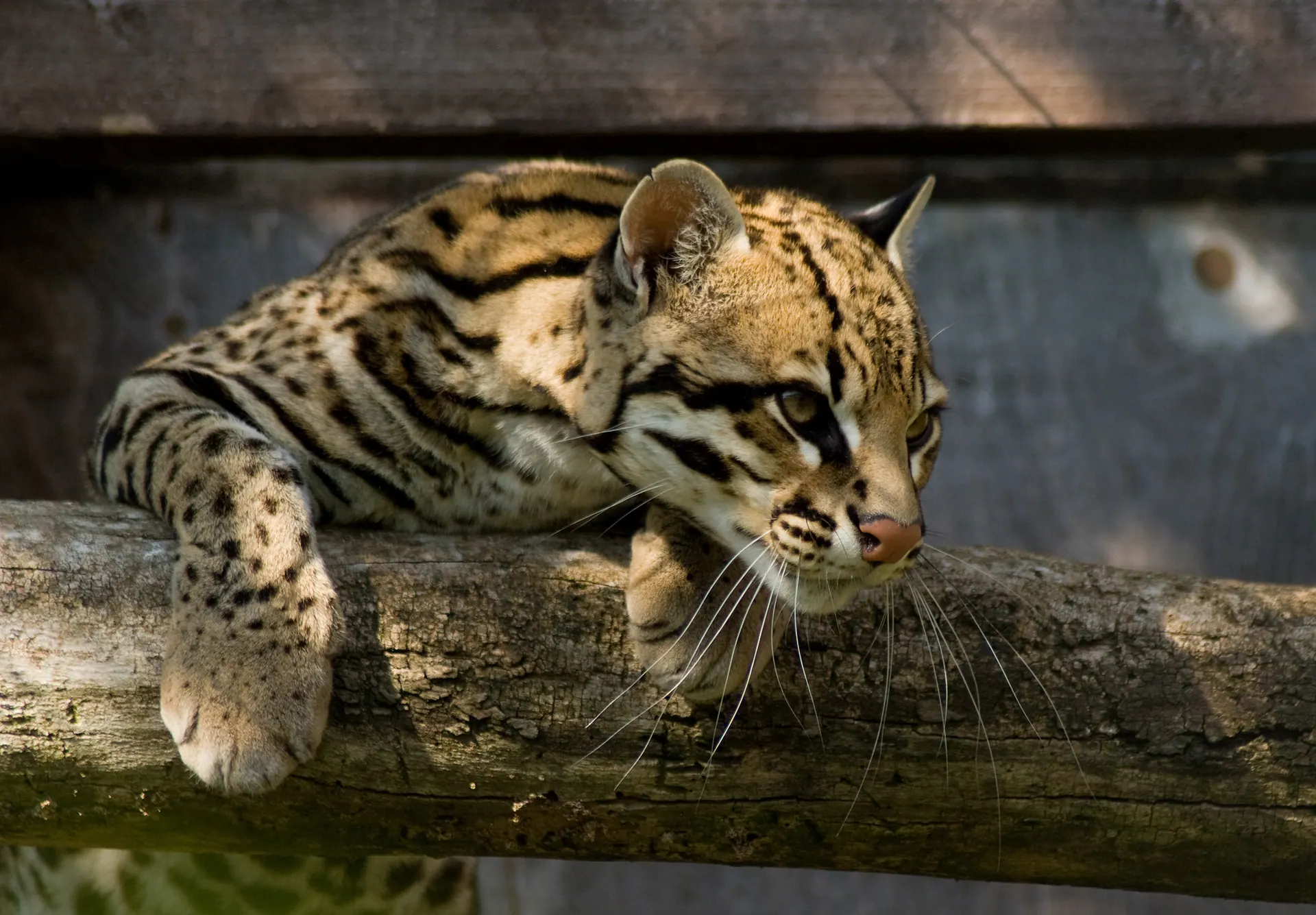 Jaguatirica, jaguatirica deitada em tronco