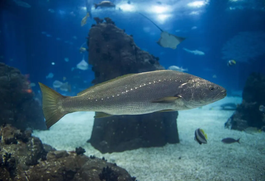 Curvina, aTENÇÃO: a imagem mostra uma corvina marinha em aquário, não a pescada-branca de água doce