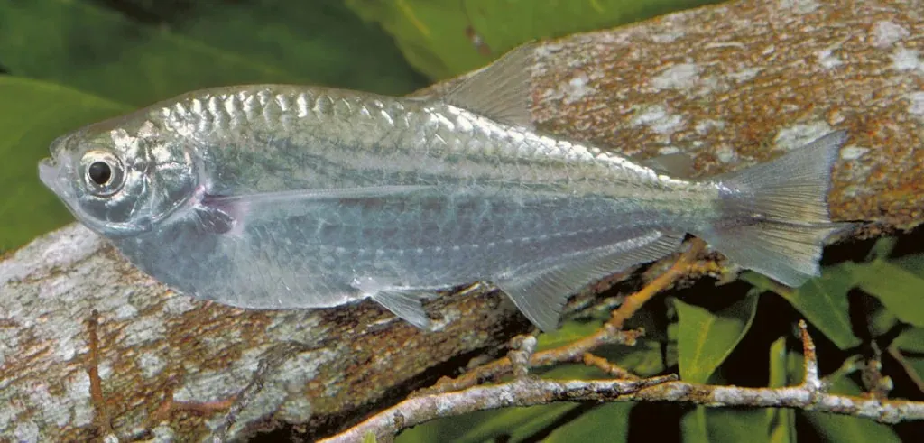 Sardinha-da-Amazônia, lateral com fundo de folhas
