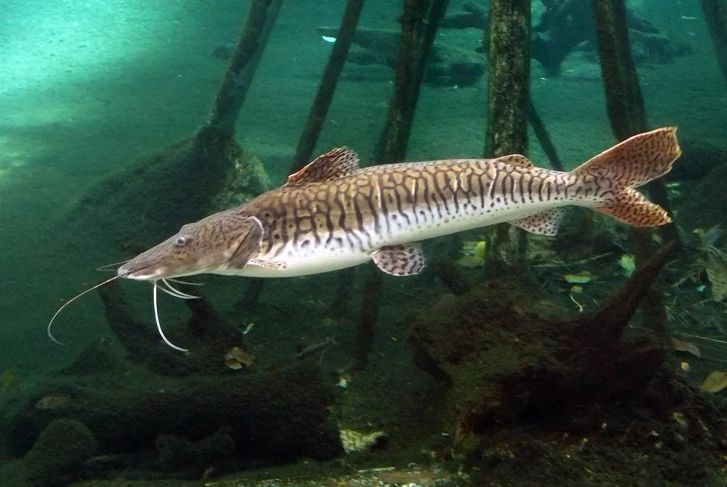 Surubim, peixe inteiro entre raízes submersas